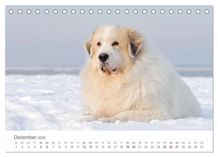 Produktbild: Pyren&auml;enberghunde (Tischkalender 2026 DIN A5 quer), CALVENDO Monatskalender