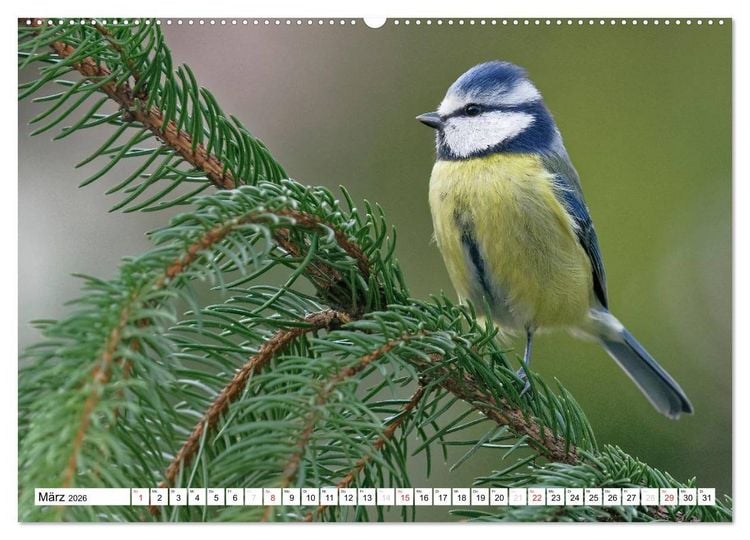 Produktbild: Heimische Gartenv&ouml;gel (hochwertiger Premium Wandkalender 2026 DIN A2 quer), Kunstdruck in Hochglanz