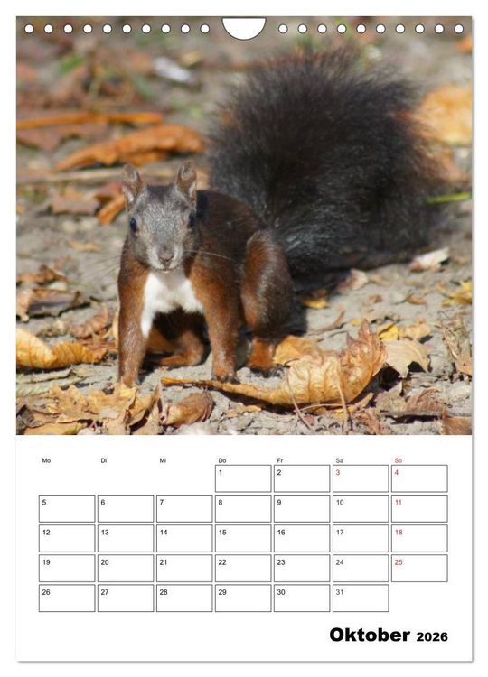 Produktbild: Niedliche Eichh&ouml;rnchen (Wandkalender 2026 DIN A4 hoch), CALVENDO Monatskalender