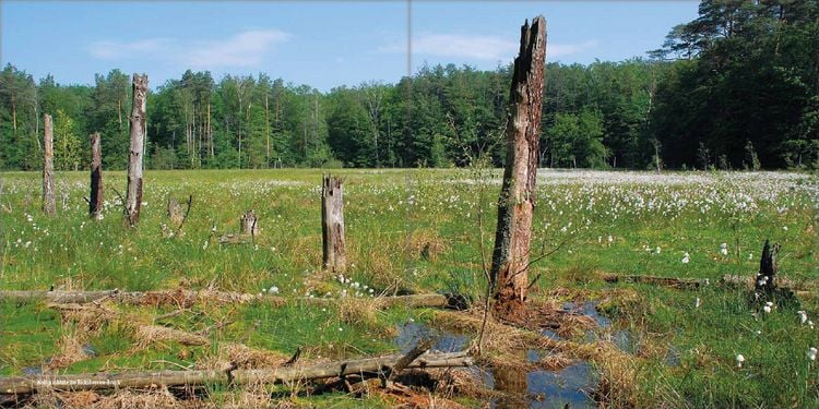 Produktbild: Mecklenburgs alte Buchenw&auml;lder