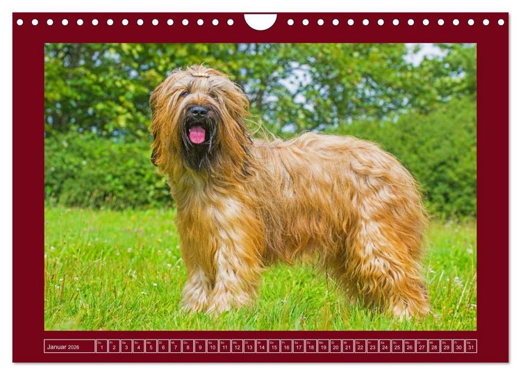 Produktbild: Herz auf vier Pfoten - Briard (Wandkalender 2026 DIN A4 quer), CALVENDO Monatskalender
