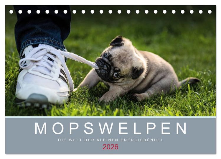Produktbild: Mopswelpen (Tischkalender 2026 DIN A5 quer), CALVENDO Monatskalender
