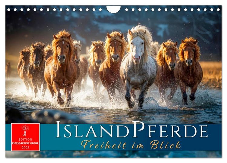 Produktbild: Islandpferde - Freiheit im Blick (Wandkalender 2026 DIN A4 quer), CALVENDO Monatskalender
