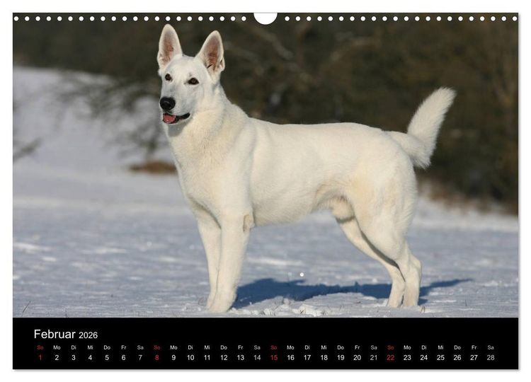 Produktbild: Mit dem Deutschen Sch&auml;ferhund durch's Jahr (Wandkalender 2026 DIN A3 quer), CALVENDO Monatskalender