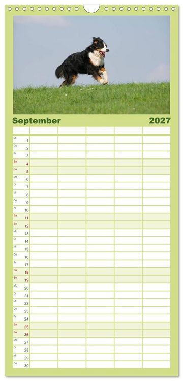 Produktbild: Familienplaner 2027 - Berner Sennenhunde mit 5 Spalten (Wandkalender, 21 x 45 cm) CALVENDO