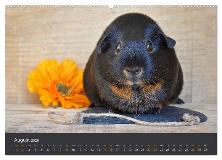 Produktbild: Meerschweinchen Portraits (hochwertiger Premium Wandkalender 2026 DIN A2 quer), Kunstdruck in Hochglanz