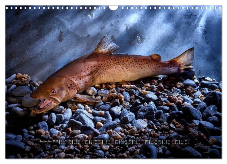 Produktbild: UNSER FISCH. S&Uuml;&szlig;WASSER. (Wandkalender 2026 DIN A3 quer), CALVENDO Monatskalender