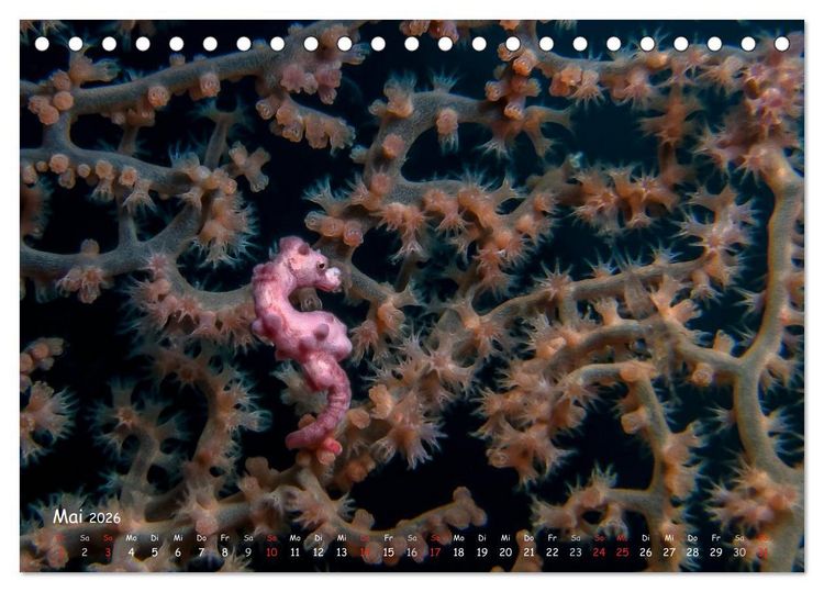 Produktbild: Hippocampus oder einfach nur Seepferdchen (Tischkalender 2026 DIN A5 quer), CALVENDO Monatskalender