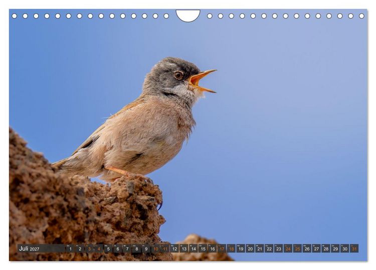 Produktbild: Die sch&ouml;nsten Brutv&ouml;gel Lanzarotes (Wandkalender 2027 DIN A4 quer), CALVENDO Monatskalender