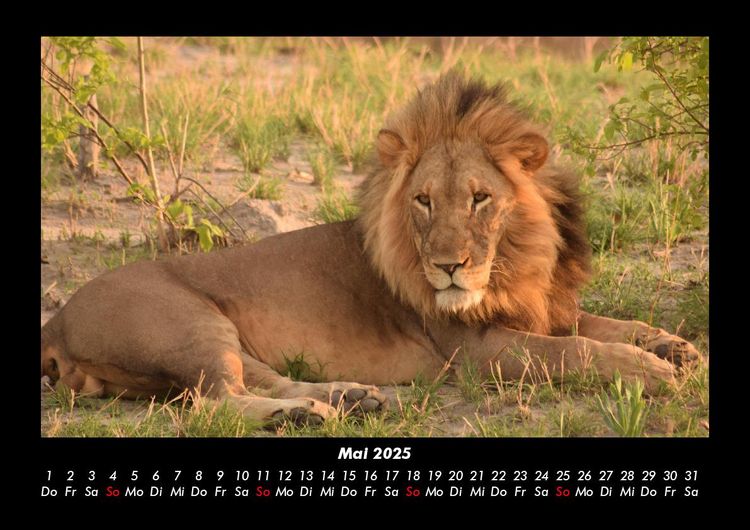 Produktbild: L&ouml;wen in der Wildnis 2025 Fotokalender DIN A3