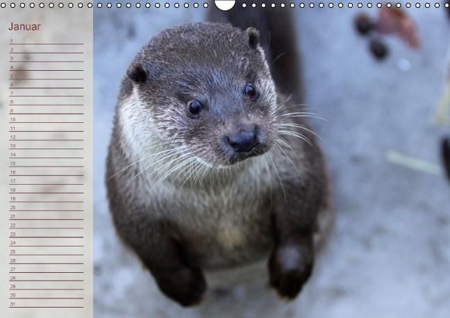Produktbild: Fischotter Geburtstagskalender (Wandkalender immerw&auml;hrend DIN A3 quer)