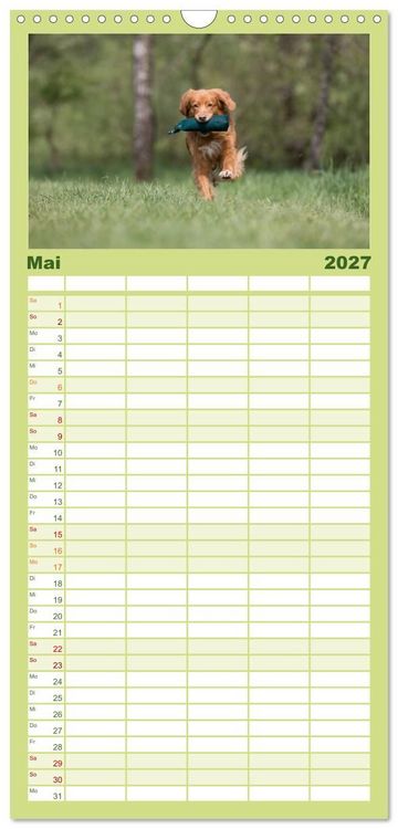 Produktbild: Familienplaner 2027 - Toller - Nova Scotia Duck Tolling Retriever mit 5 Spalten (Wandkalender, 21 x 45 cm) CALVENDO