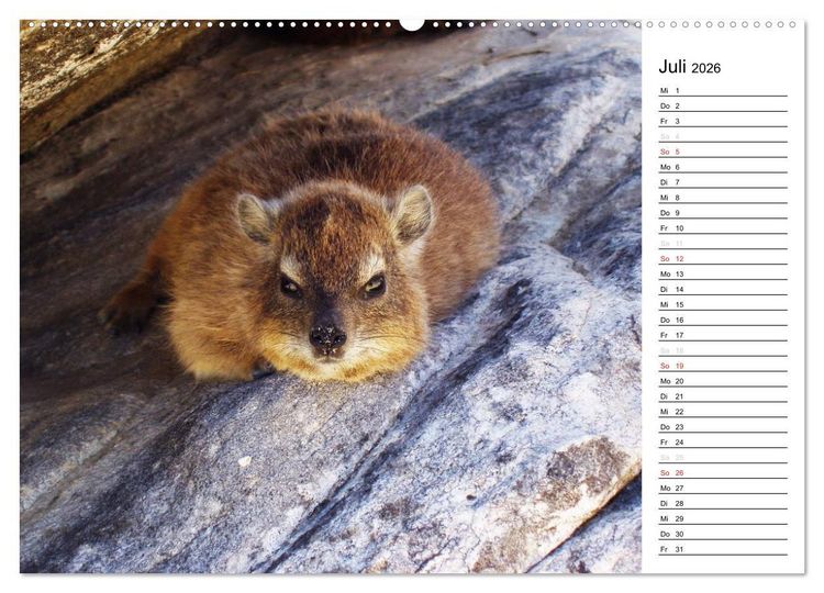 Produktbild: S&uuml;dafrika - Big 5 und mehr (hochwertiger Premium Wandkalender 2026 DIN A2 quer), Kunstdruck in Hochglanz