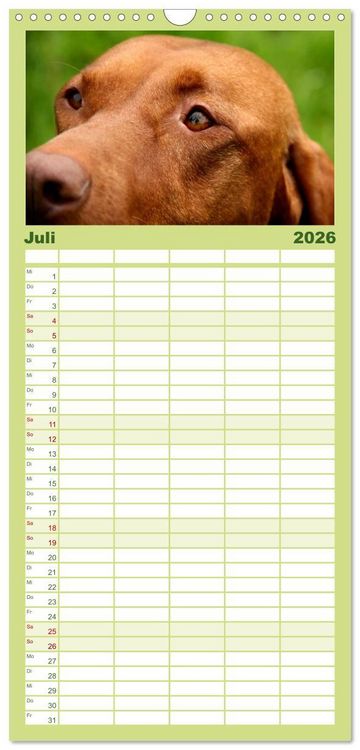 Produktbild: Familienplaner 2026 - Magyar Vizsla mit 5 Spalten (Wandkalender, 21 x 45 cm) CALVENDO