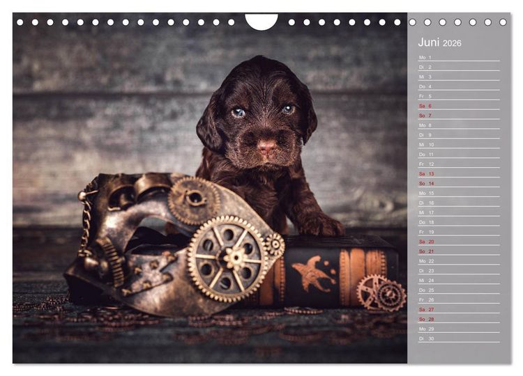 Produktbild: Englische Cocker Spaniel Welpen (Wandkalender 2026 DIN A4 quer), CALVENDO Monatskalender