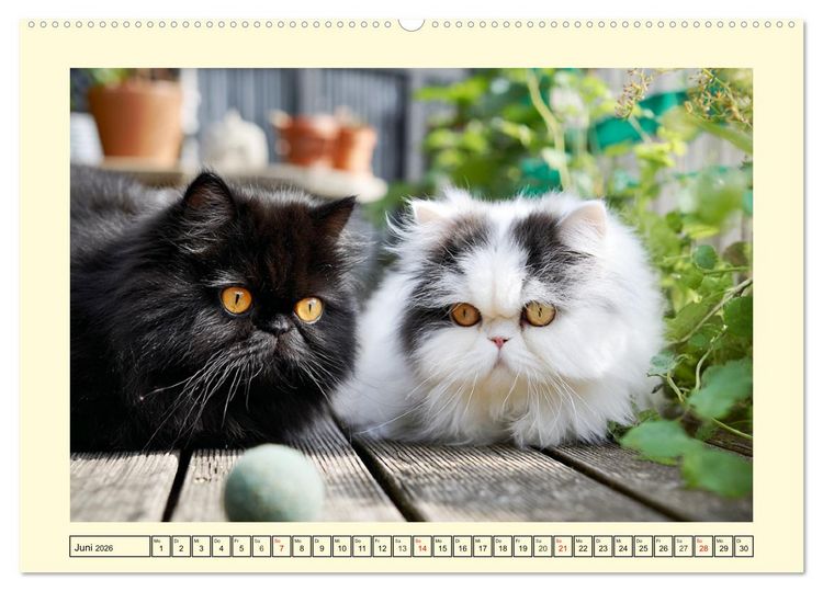 Produktbild: Edle Perserkatzen. Leises Schnurren in Haus und Garten (hochwertiger Premium Wandkalender 2026 DIN A2 quer), Kunstdruck in Hochglanz