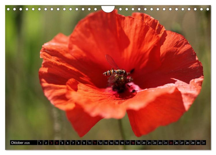 Produktbild: Mohnblumen (Wandkalender 2026 DIN A4 quer), CALVENDO Monatskalender