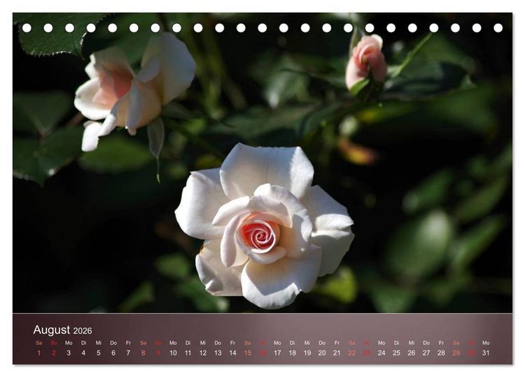 Produktbild: Zarte Sch&ouml;nheiten - Rosen (Tischkalender 2026 DIN A5 quer), CALVENDO Monatskalender