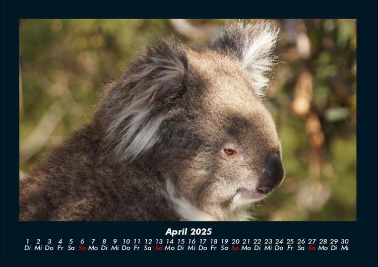 Produktbild: Koala 2025 Fotokalender DIN A4