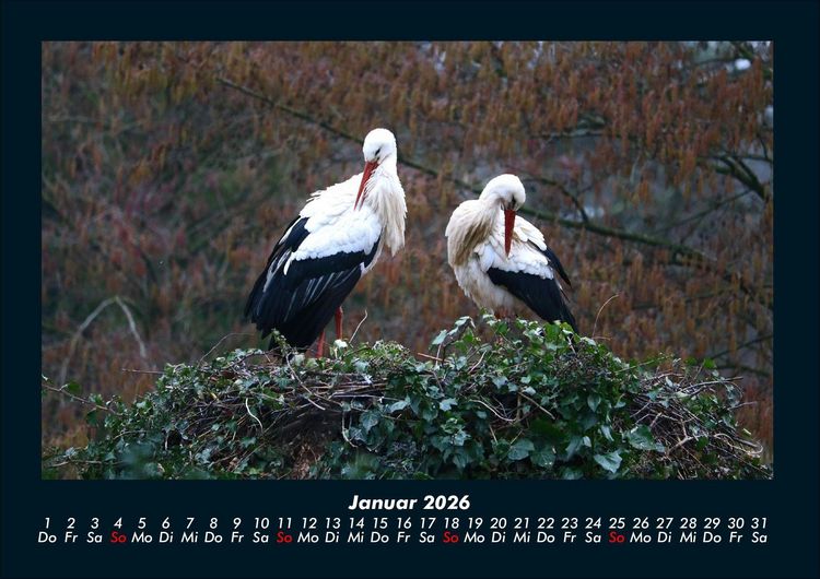 Produktbild: V&ouml;gel 2026 Fotokalender DIN A4