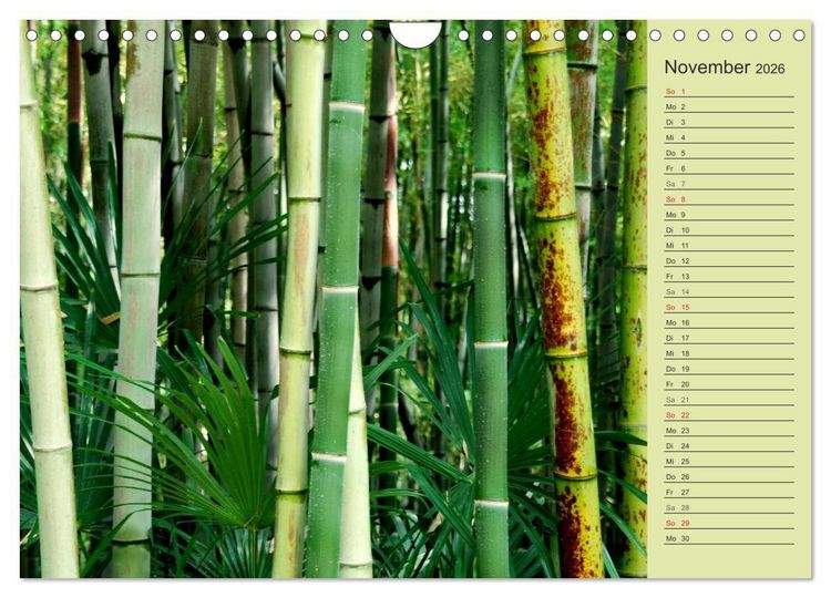 Produktbild: BAMBUS (Wandkalender 2026 DIN A4 quer), CALVENDO Monatskalender