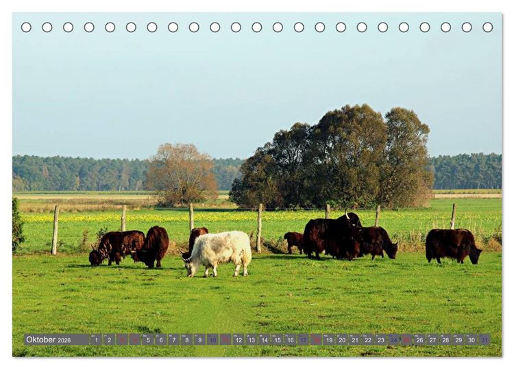 Produktbild: Der Yak (Tischkalender 2026 DIN A5 quer), CALVENDO Monatskalender