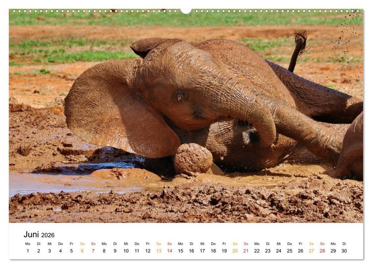Produktbild: ADDO ELEPHANT NATIONAL PARK Elefanten Babies (Wandkalender 2026 DIN A2 quer), CALVENDO Monatskalender