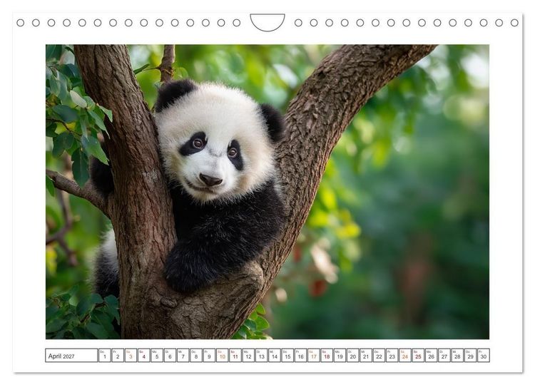 Produktbild: Panda Magie (Wandkalender 2027 DIN A4 quer), CALVENDO Monatskalender