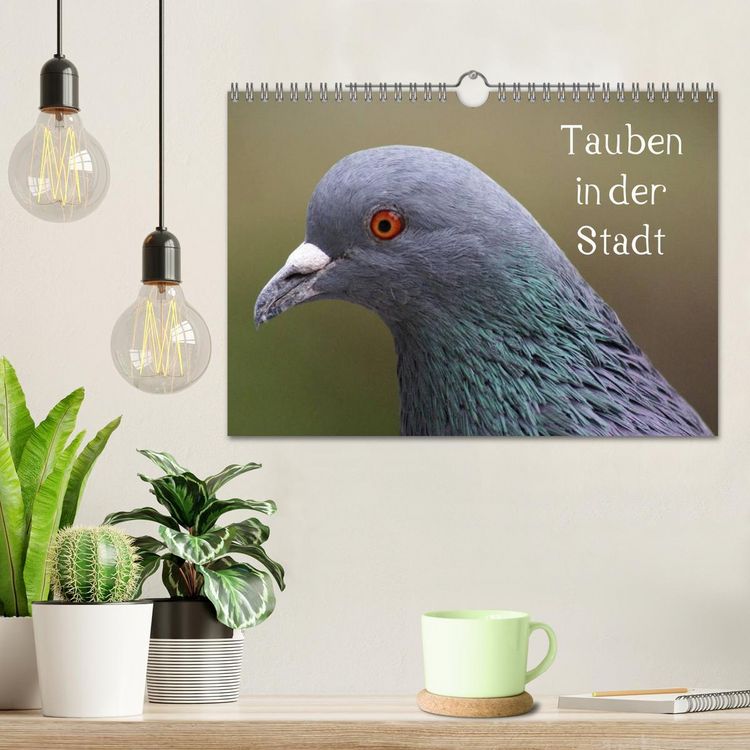 Produktbild: Tauben in der Stadt (Wandkalender 2026 DIN A4 quer), CALVENDO Monatskalender