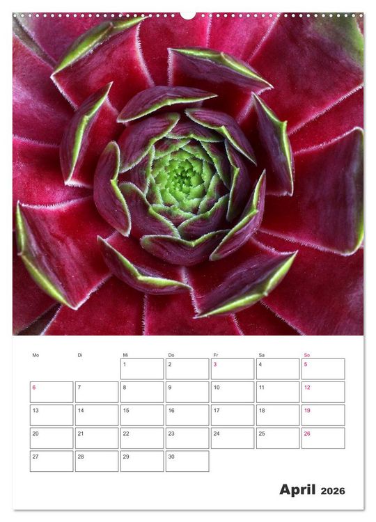 Produktbild: Ich liebe Sempervivum (Wandkalender 2026 DIN A2 hoch), CALVENDO Monatskalender