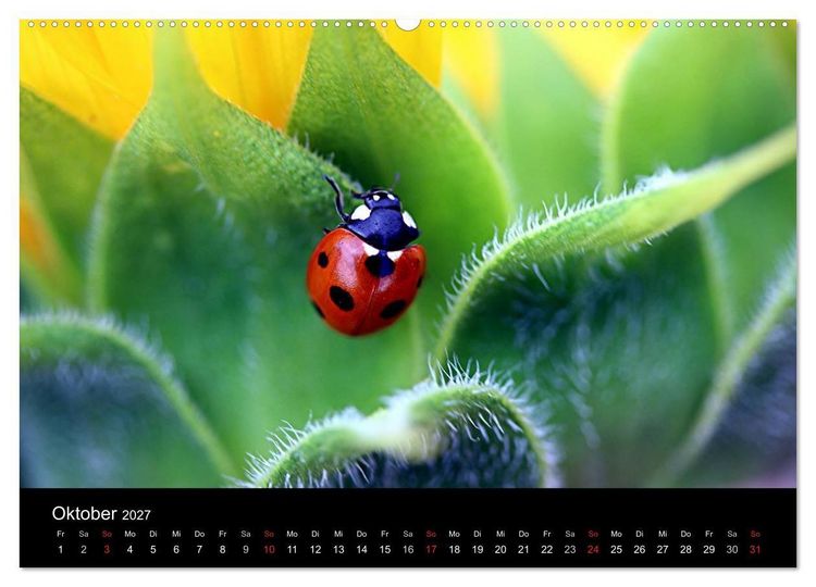 Produktbild: Makro-Kalender 2027 (Wandkalender 2027 DIN A2 quer), CALVENDO Monatskalender