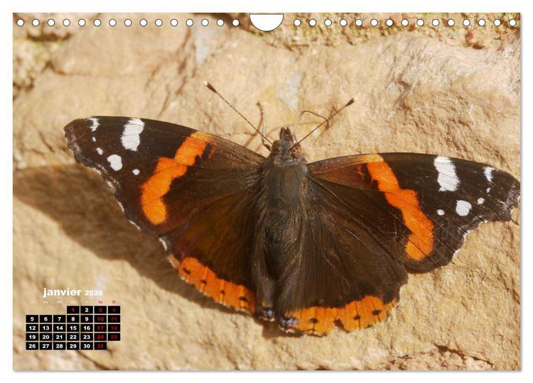 Produktbild: Araign&eacute;es et insectes (Calendrier mural 2026 DIN A4 vertical), CALVENDO calendrier mensuel