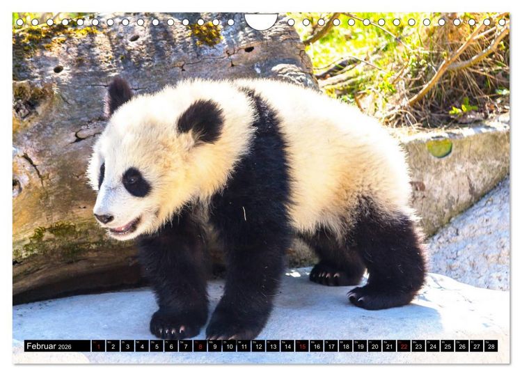 Produktbild: Pandab&auml;r Babys (Wandkalender 2026 DIN A4 quer), CALVENDO Monatskalender