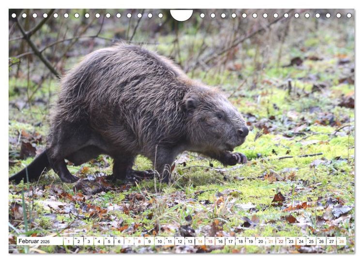 Produktbild: Der Biber, ein guter Bauhandwerker (Wandkalender 2026 DIN A4 quer), CALVENDO Monatskalender