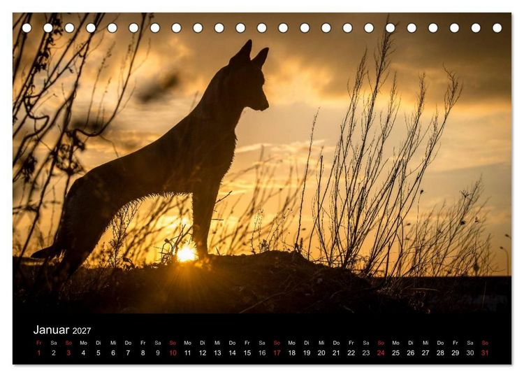 Produktbild: Belgische Sch&auml;ferhunde - Der Malinois im Licht (Tischkalender 2027 DIN A5 quer), CALVENDO Monatskalender