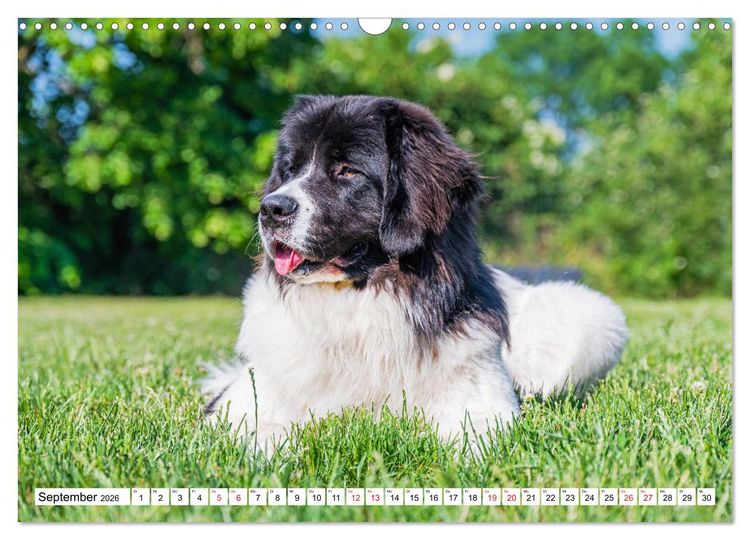 Produktbild: Traumhund Landseer (Wandkalender 2026 DIN A3 quer), CALVENDO Monatskalender