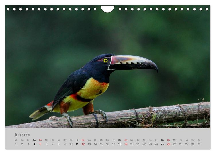 Produktbild: Costa Rica - Exotische V&ouml;gel im Regenwald (Wandkalender 2026 DIN A4 quer), CALVENDO Monatskalender