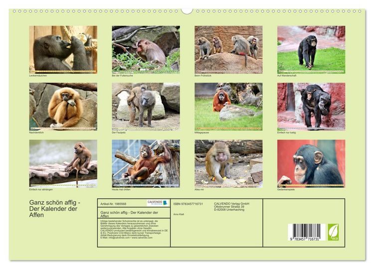 Produktbild: Ganz sch&ouml;n affig - Der Kalender der Affen (hochwertiger Premium Wandkalender 2026 DIN A2 quer), Kunstdruck in Hochglanz