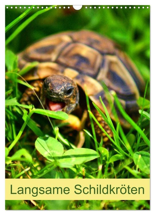 Produktbild: Langsame Schildkr&ouml;ten (Wandkalender 2026 DIN A3 hoch), CALVENDO Monatskalender