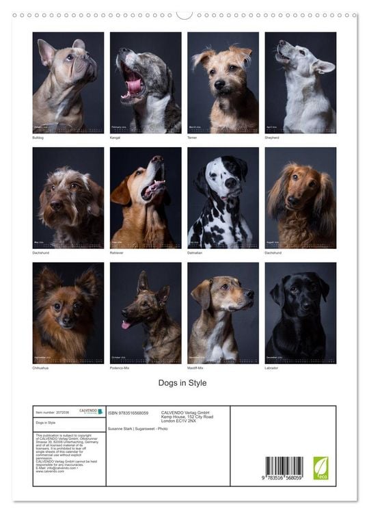 Produktbild: Dogs in Style (High Quality Premium Wall Calendar 2026 DIN A2 portrait),CALVENDO 12 Month Wall Calendar
