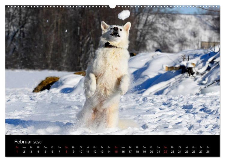 Produktbild: Wei&szlig;er Schweizer Sch&auml;ferhund (Wandkalender 2026 DIN A2 quer), CALVENDO Monatskalender