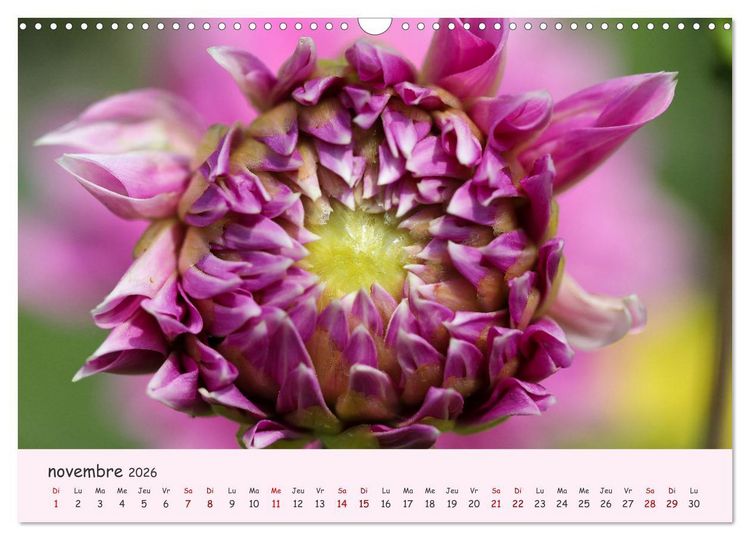Produktbild: Les Dahlias en pleine floraison (Calendrier mural 2026 DIN A3 vertical), CALVENDO calendrier mensuel