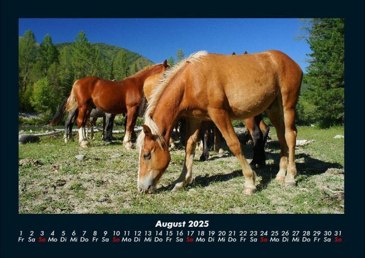 Produktbild: Pferde Kalender 2025 Fotokalender DIN A4