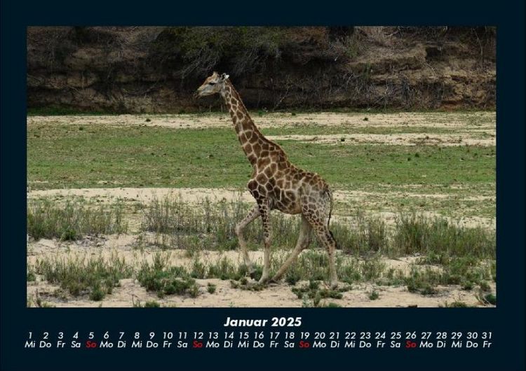 Produktbild: Giraffen 2025 Fotokalender DIN A4