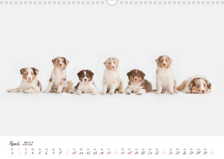 Produktbild: Wunderbare Australian Shepherds (Wandkalender 2022 DIN A3 quer)