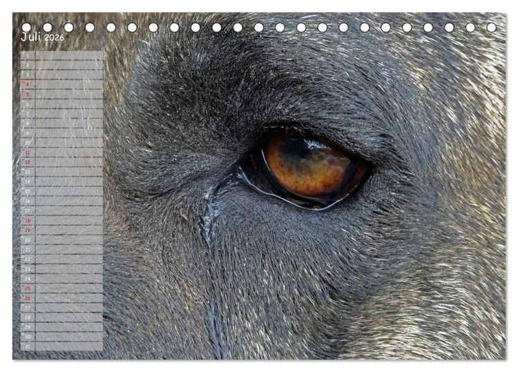 Produktbild: Dogo Canario (Tischkalender 2026 DIN A5 quer), CALVENDO Monatskalender