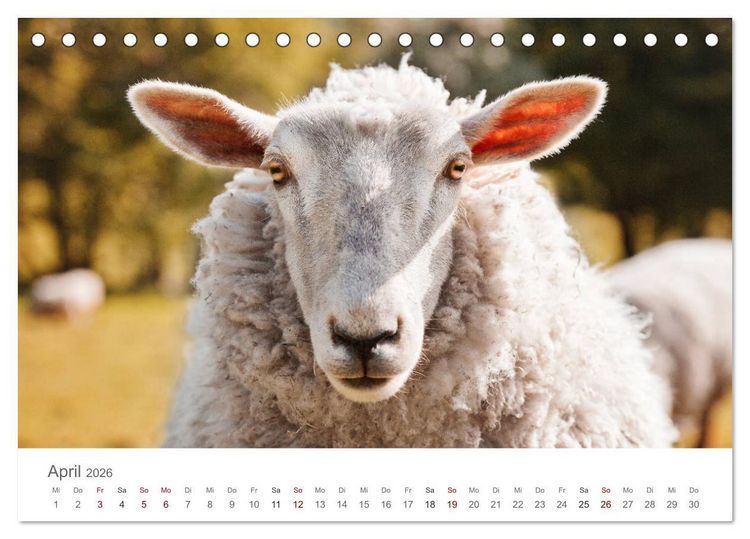 Produktbild: Schafe - Weich und wollig (Tischkalender 2026 DIN A5 quer), CALVENDO Monatskalender