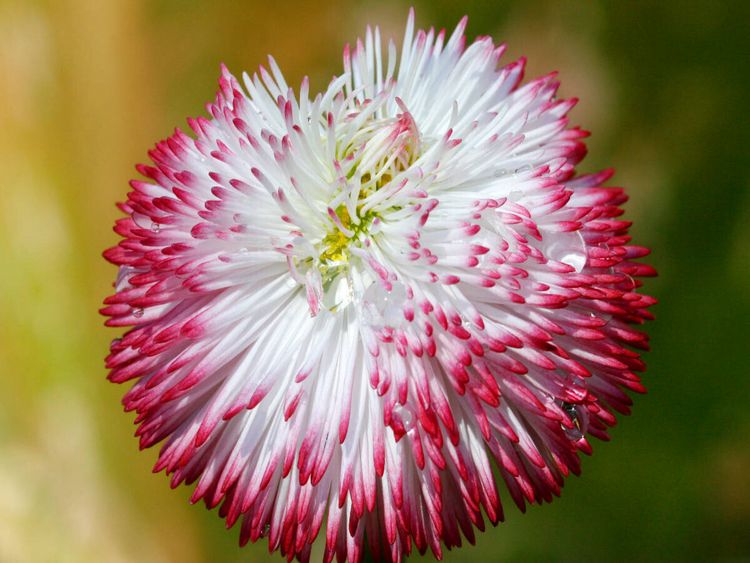 Produktbild: CALVENDO Puzzle Bellis mit Wassertropfen | 1000 Teile Lege-Gr&ouml;&szlig;e 64x48cm Foto-Puzzle f&uuml;r gl&uuml;ckliche Stunden