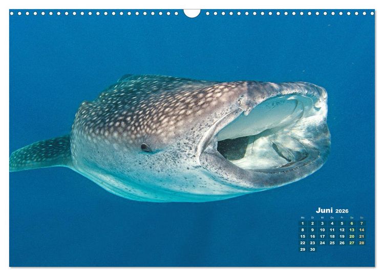 Produktbild: Tiere des Meeres: Faszination Tauchen (Wandkalender 2026 DIN A3 quer), CALVENDO Monatskalender