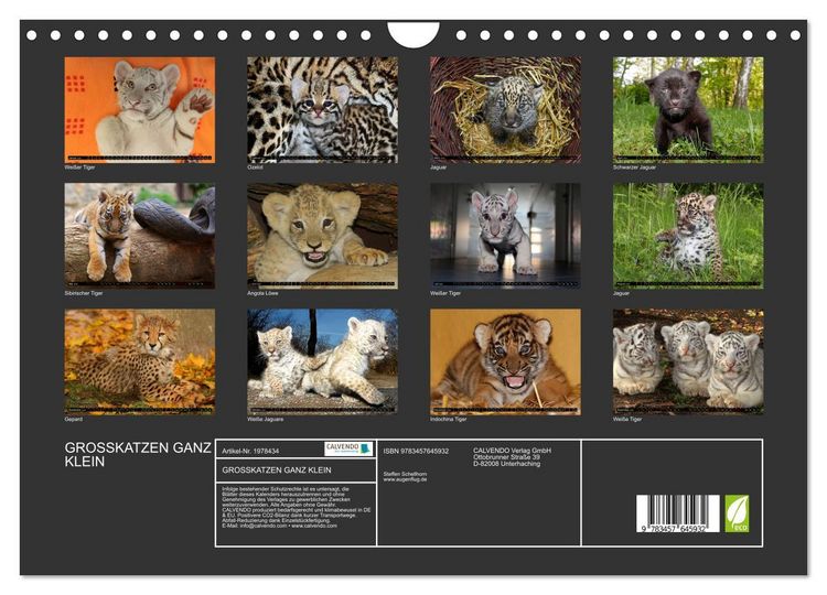 Produktbild: GROSSKATZEN GANZ KLEIN (Wandkalender 2026 DIN A4 quer), CALVENDO Monatskalender